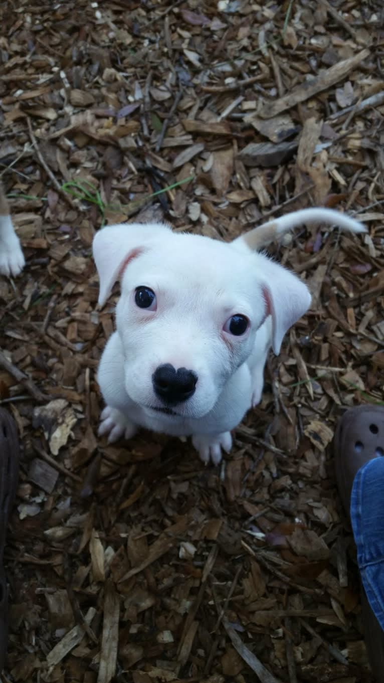 Peepers, an American Pit Bull Terrier and American Bulldog mix tested with EmbarkVet.com