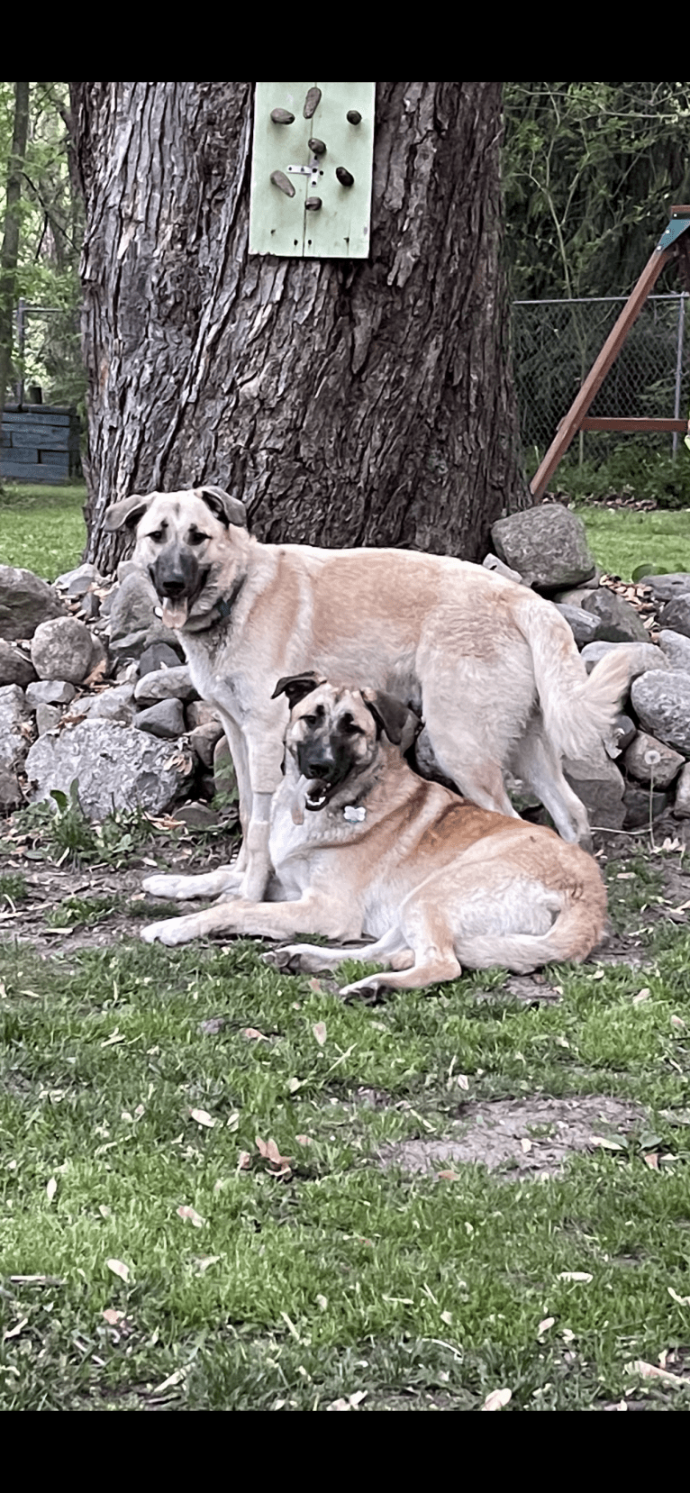 Cain & Abel, a German Shepherd Dog and Great Pyrenees mix tested with EmbarkVet.com