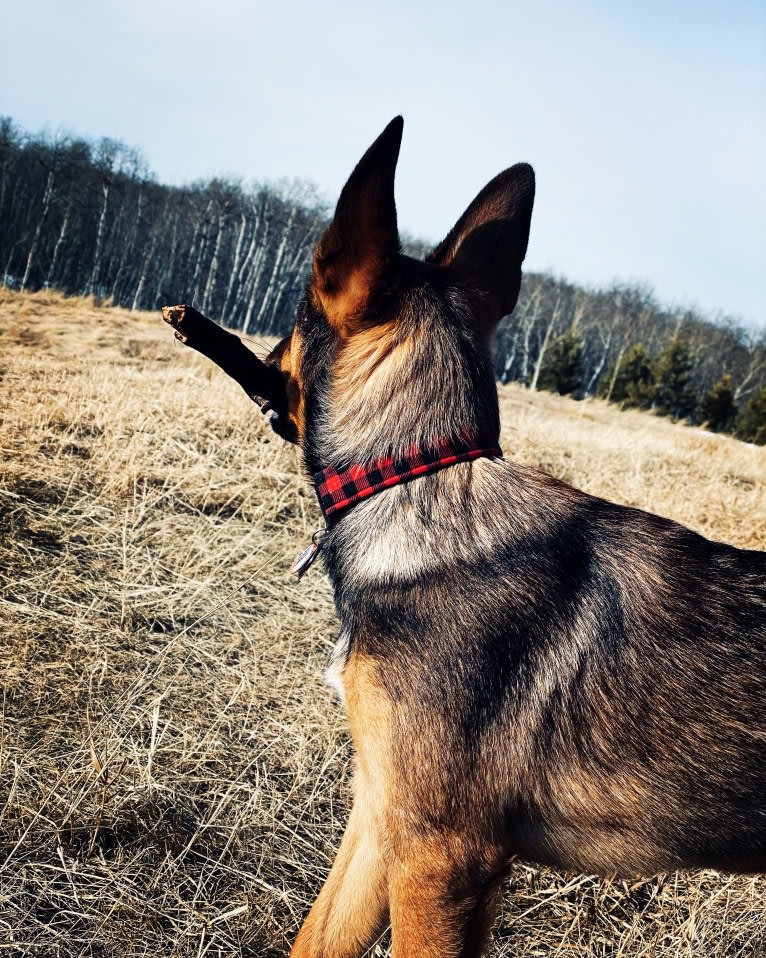 Alemã, a German Shepherd Dog and Australian Cattle Dog mix tested with EmbarkVet.com