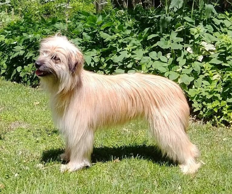 "Q", a Pyrenean Shepherd tested with EmbarkVet.com