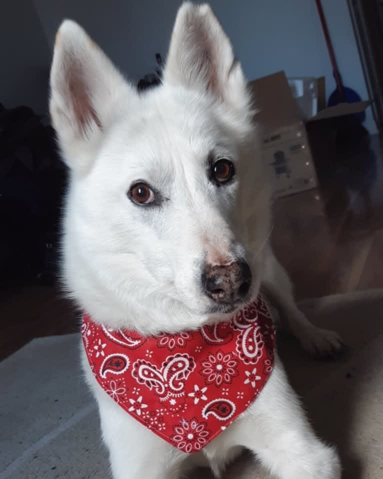 Charlie, an Alaskan-type Husky tested with EmbarkVet.com