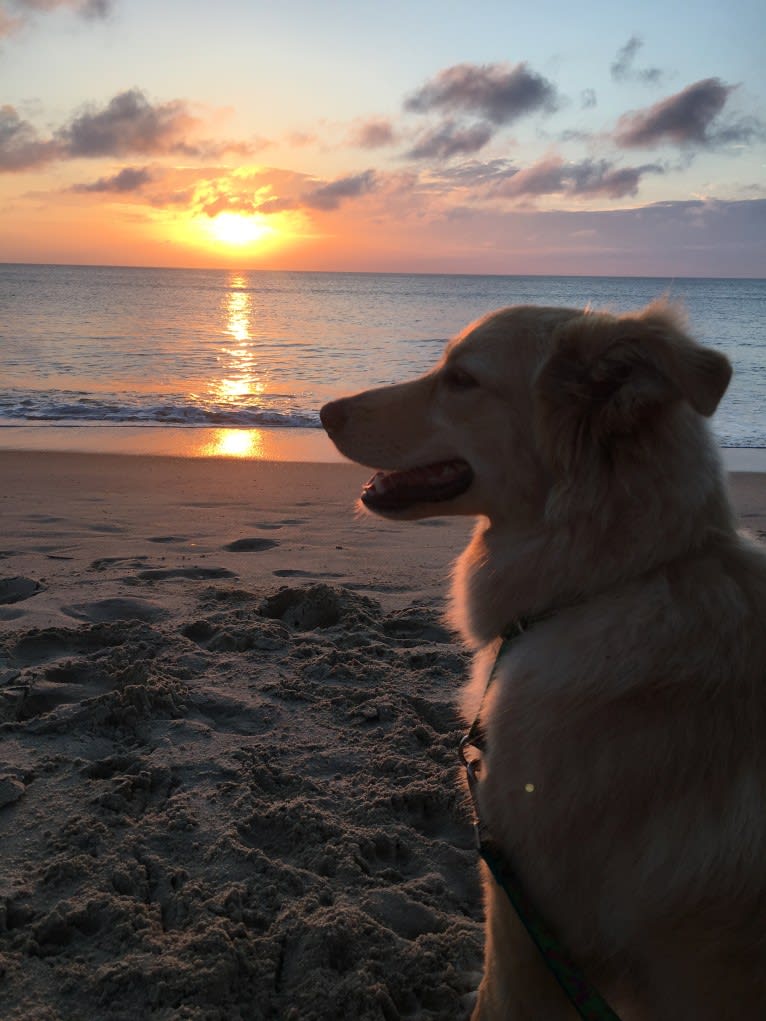 Sadie, a German Shepherd Dog and Golden Retriever mix tested with EmbarkVet.com