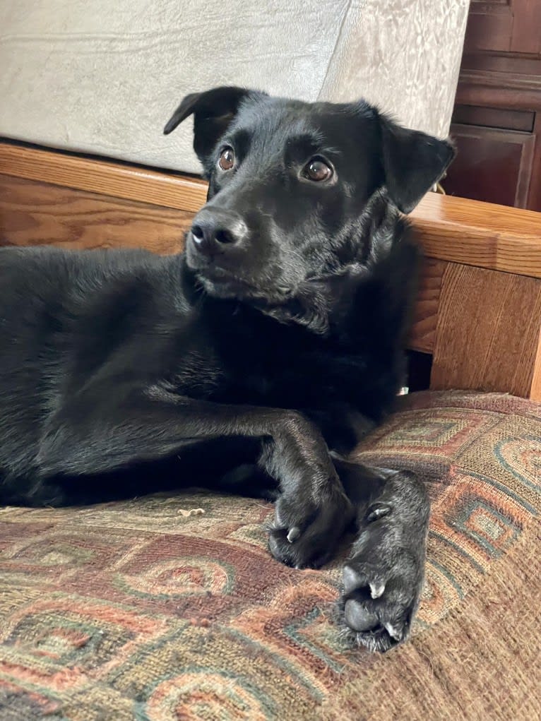 Roxie, a Labrador Retriever and German Shepherd Dog mix tested with EmbarkVet.com