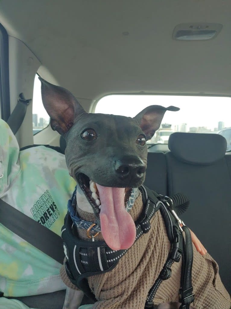 Dante, an American Hairless Terrier tested with EmbarkVet.com