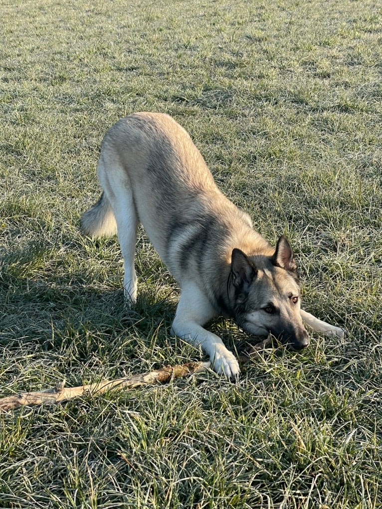 Askan a dog tested with EmbarkVet.com