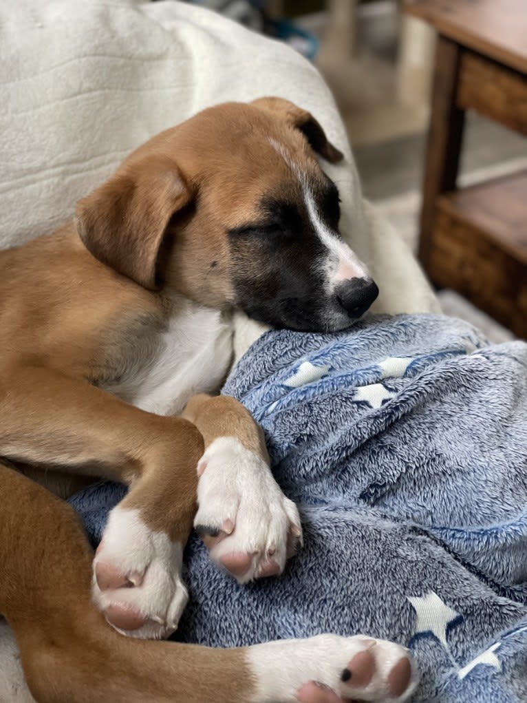 Sawyer, a Boxer and Great Pyrenees mix tested with EmbarkVet.com