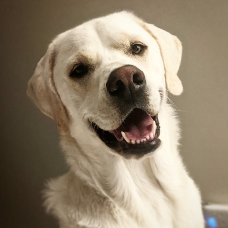 Jack Frost, a Great Pyrenees and Labrador Retriever mix tested with EmbarkVet.com