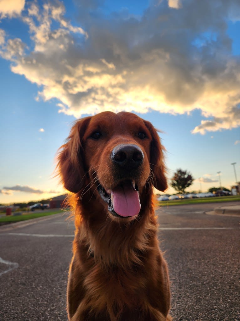 Hohum's Shadow From The Moon, a Golden Retriever tested with EmbarkVet.com