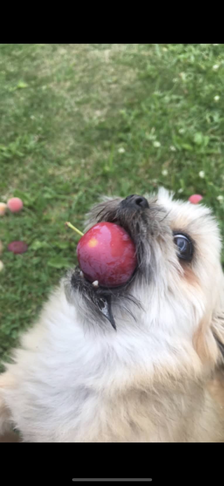 Desi, a Pomeranian and Shih Tzu mix tested with EmbarkVet.com