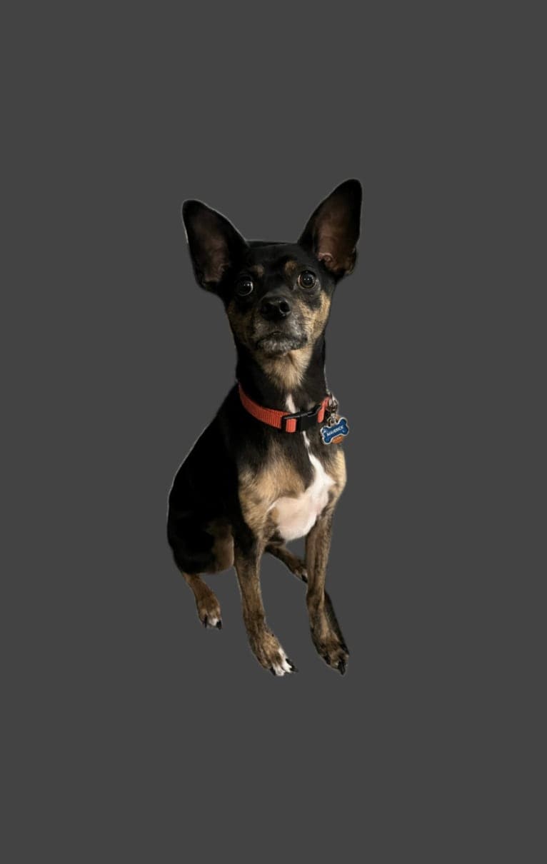 Maverick, a Chihuahua and Pomeranian mix tested with EmbarkVet.com