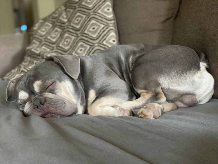 Hank, a French Bulldog tested with EmbarkVet.com