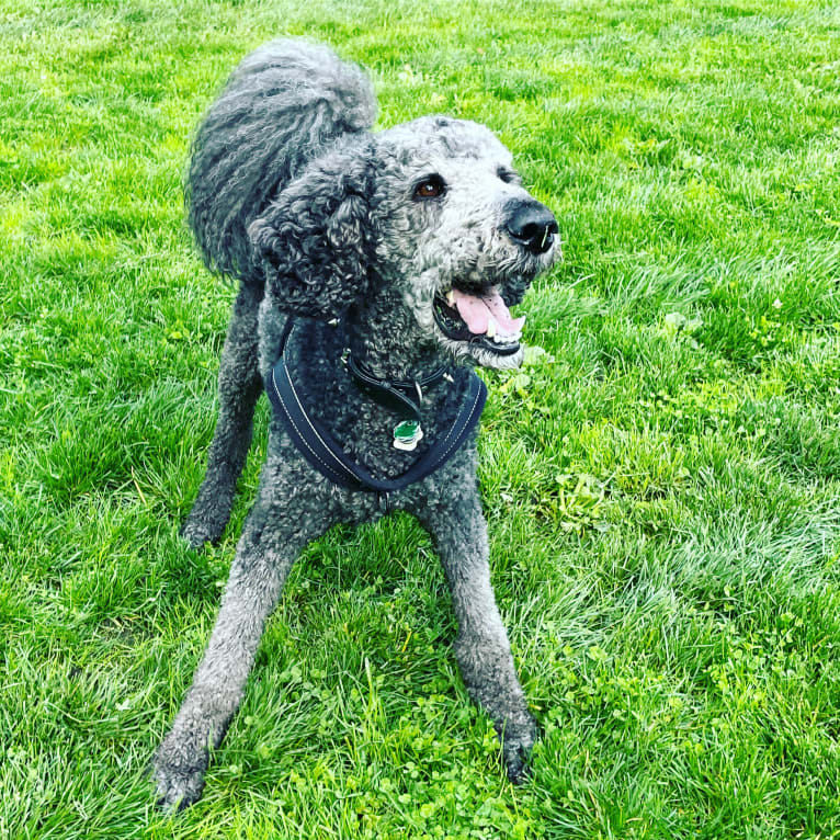 Leo, a Poodle (Standard) tested with EmbarkVet.com