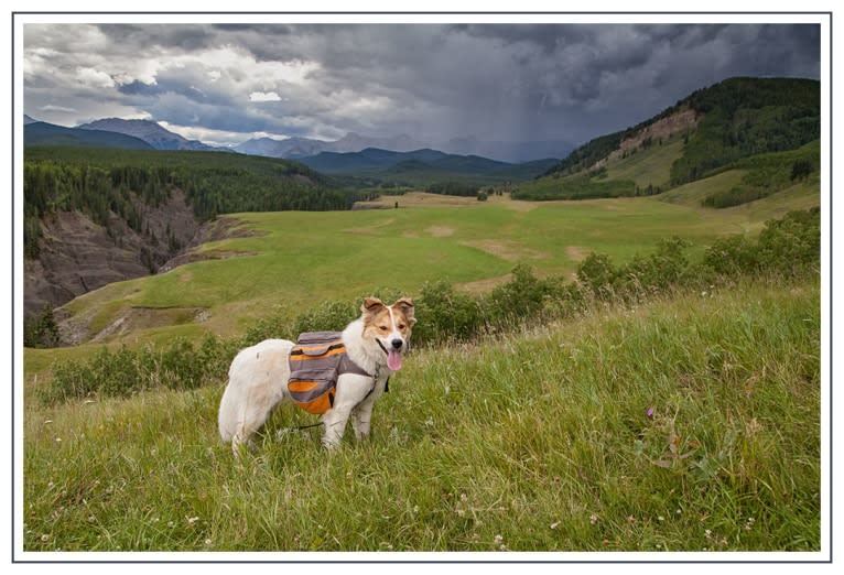 Casper, a Great Pyrenees and German Shepherd Dog mix tested with EmbarkVet.com