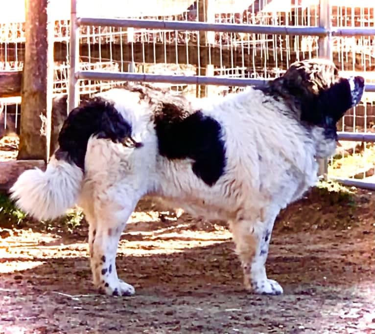 Lois Mamariga, a Pyrenean Mastiff tested with EmbarkVet.com