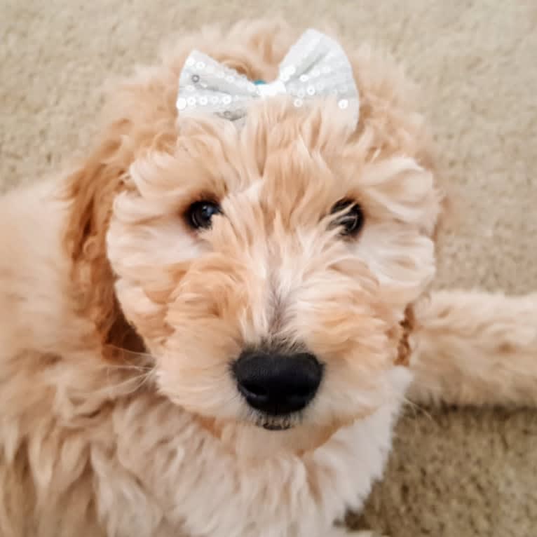 Sailor, a Goldendoodle tested with EmbarkVet.com