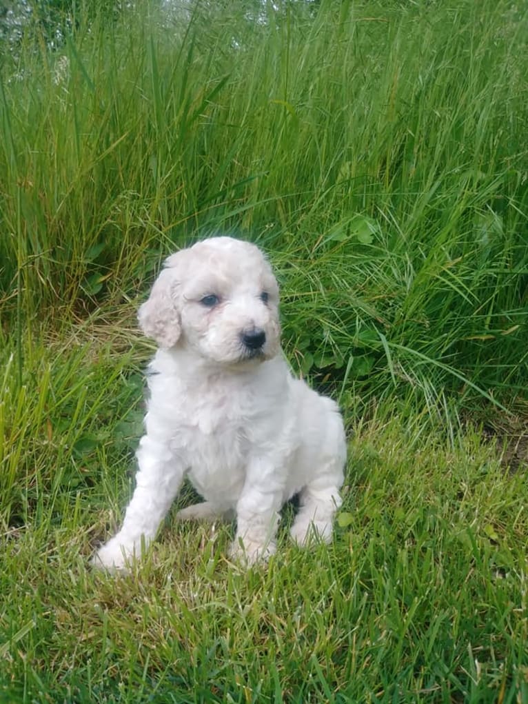 Sunny, a Poodle (Standard) tested with EmbarkVet.com