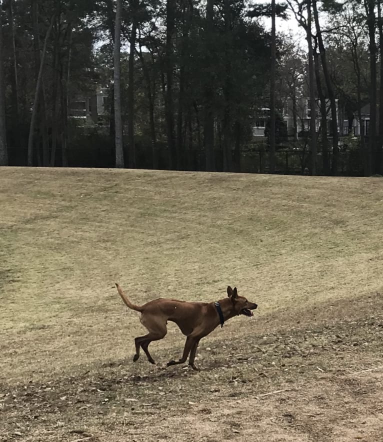 Chili Dog, a Southeast Asian Village Dog tested with EmbarkVet.com