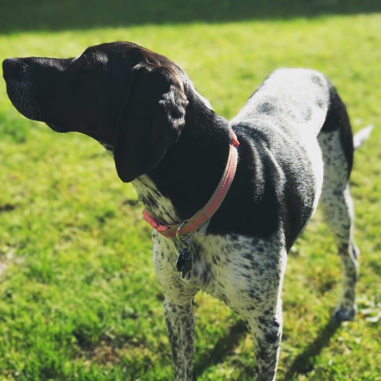 Dublin, a Coonhound and Brittany mix tested with EmbarkVet.com