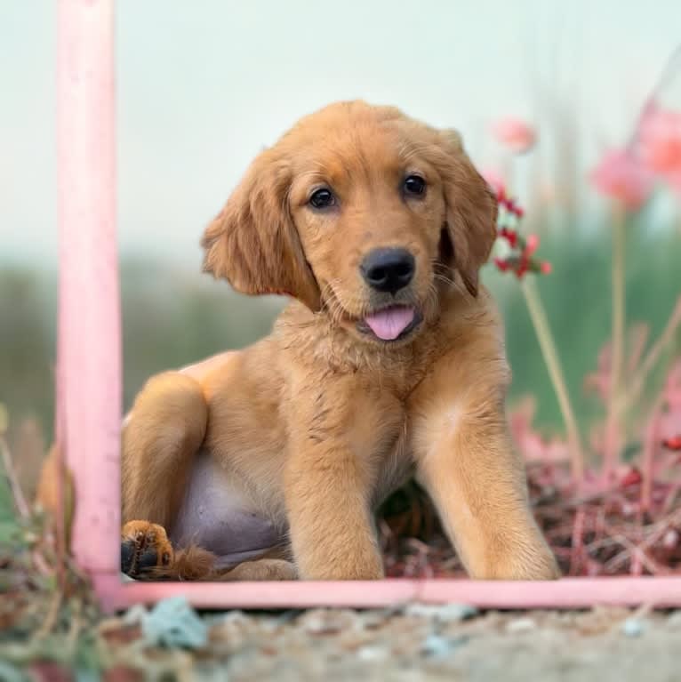 Opal, a Golden Retriever tested with EmbarkVet.com