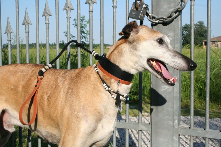 LUCIO, a Spanish Galgo tested with EmbarkVet.com