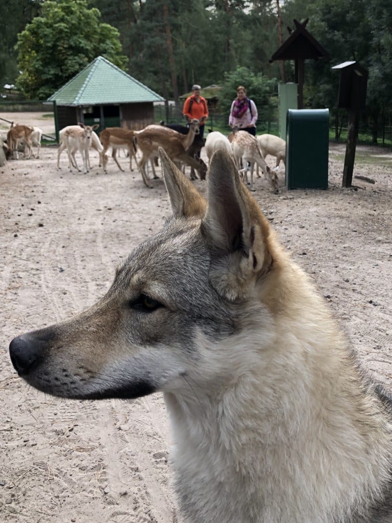 Caya, a Czechoslovakian Vlcak tested with EmbarkVet.com