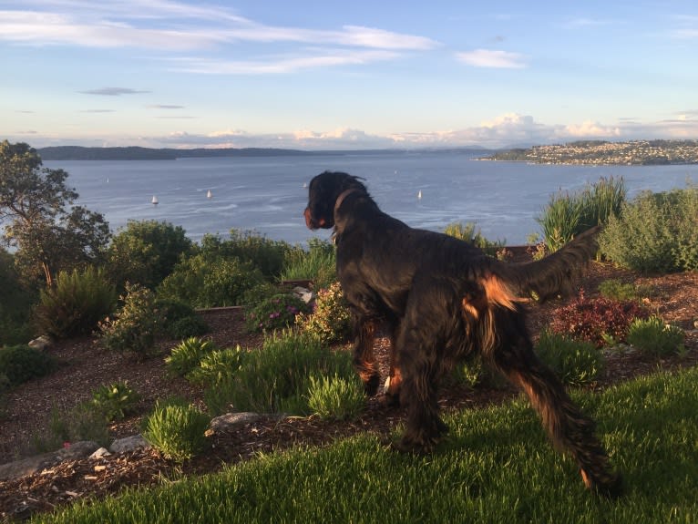 Zeus, a Gordon Setter tested with EmbarkVet.com