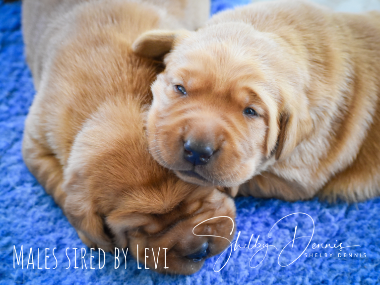 Levi, a Labrador Retriever tested with EmbarkVet.com