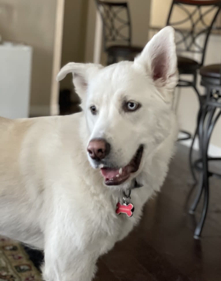 Skwisgaar, a Siberian Husky and Great Pyrenees mix tested with EmbarkVet.com