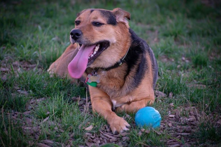 Thor, a Beagle and Australian Shepherd mix tested with EmbarkVet.com