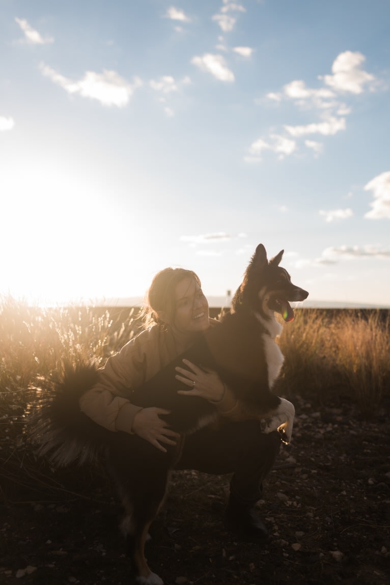 Tim, an Australian Shepherd tested with EmbarkVet.com