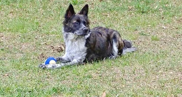 Kodi, a Chow Chow and American Pit Bull Terrier mix tested with EmbarkVet.com