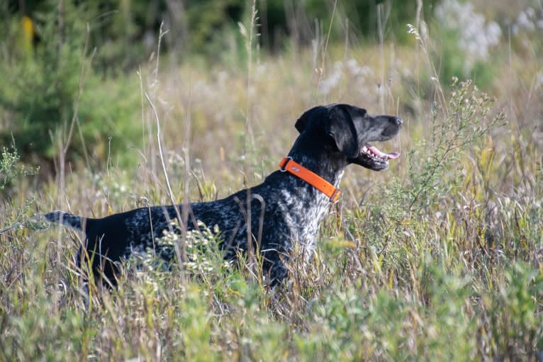 Hazel, a German Shorthaired Pointer tested with EmbarkVet.com