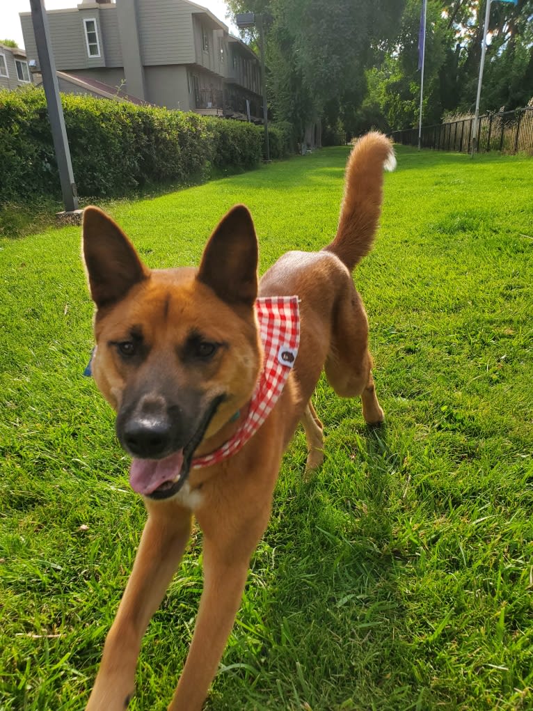 Rae, a Siberian Husky and Belgian Malinois mix tested with EmbarkVet.com