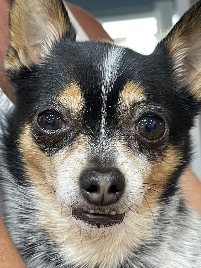 2bit, a Pomchi tested with EmbarkVet.com