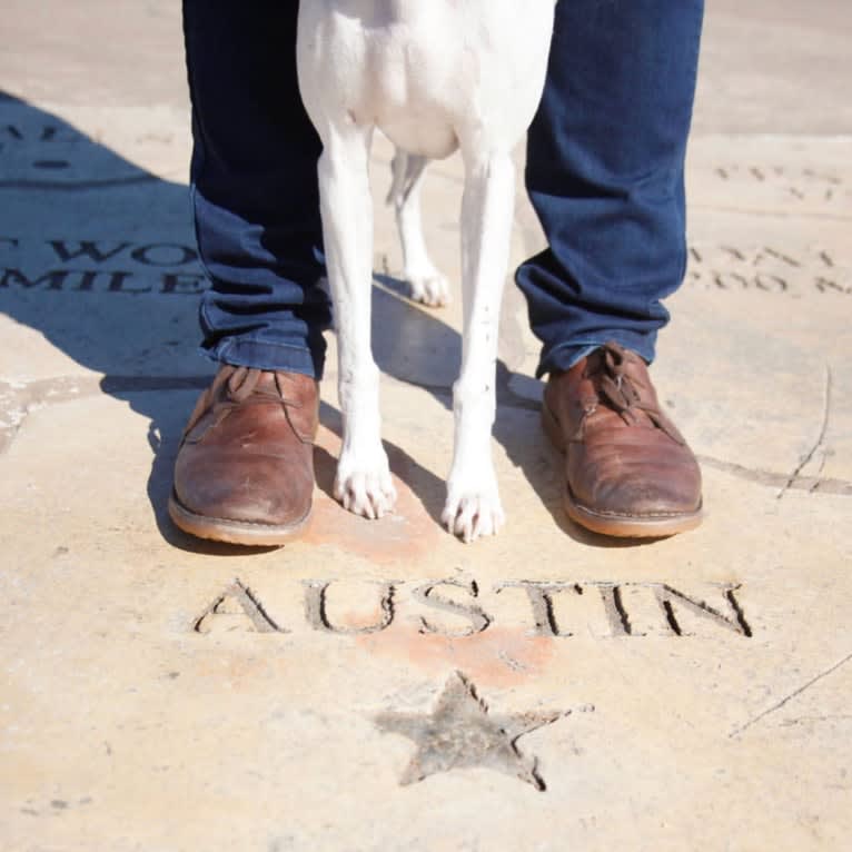 Jack, a Whippet tested with EmbarkVet.com