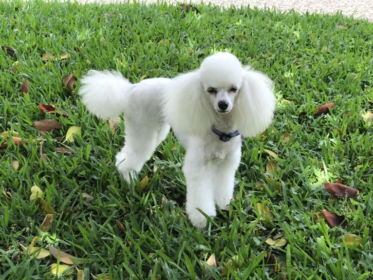 Keiko, a Poodle (Small) tested with EmbarkVet.com