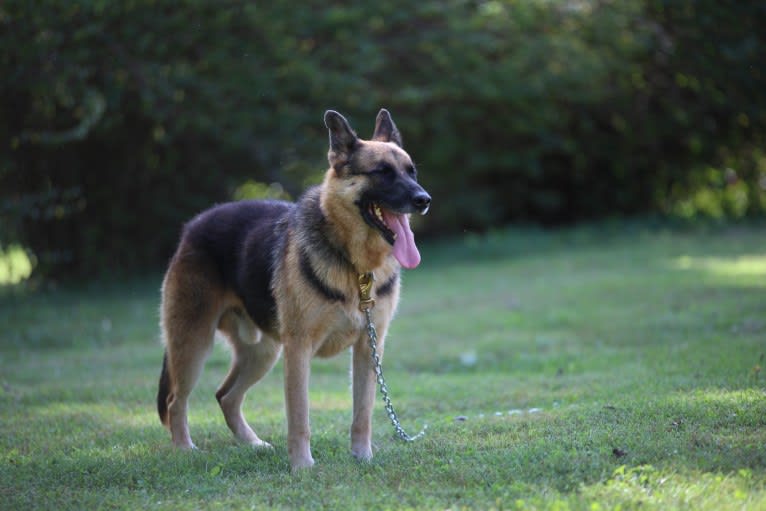 Jaeger, a German Shepherd Dog and Rottweiler mix tested with EmbarkVet.com