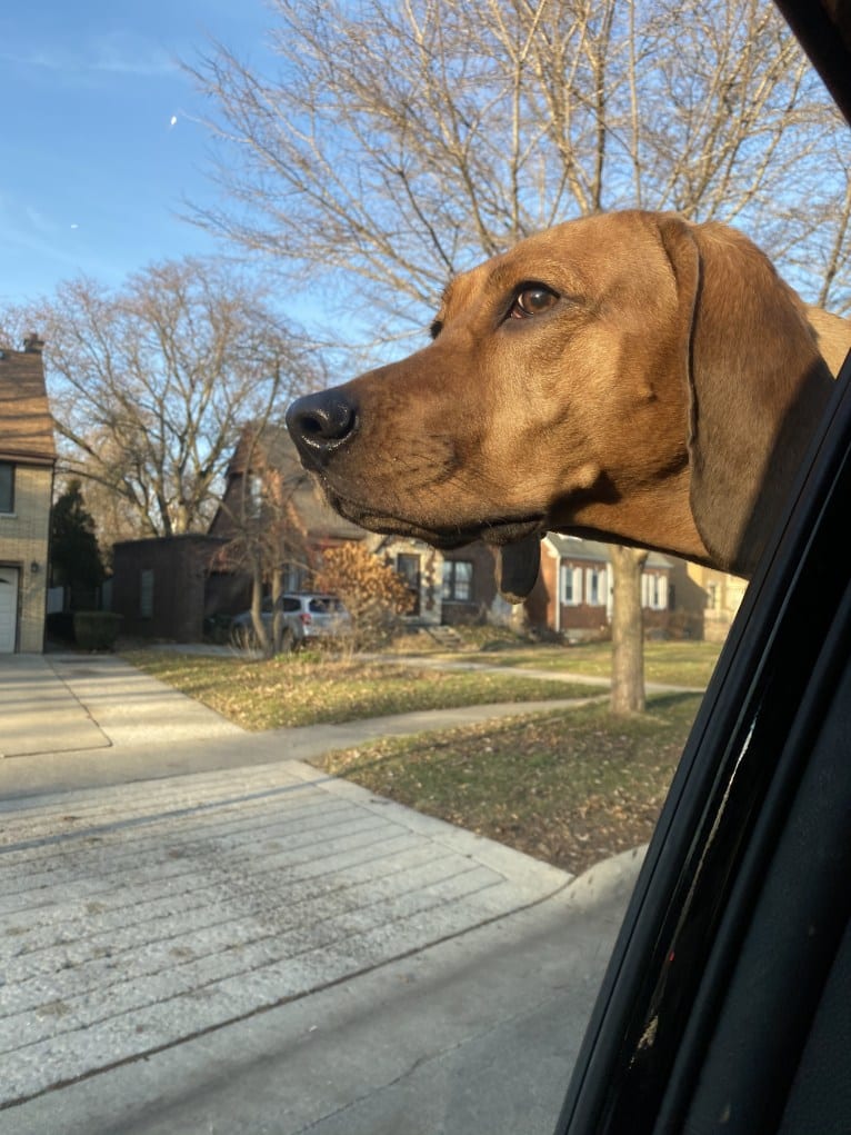 Penny, a Black and Tan Coonhound and Redbone Coonhound mix tested with EmbarkVet.com