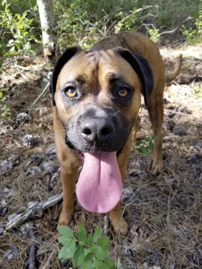 Zeus, a Boxer and American Pit Bull Terrier mix tested with EmbarkVet.com