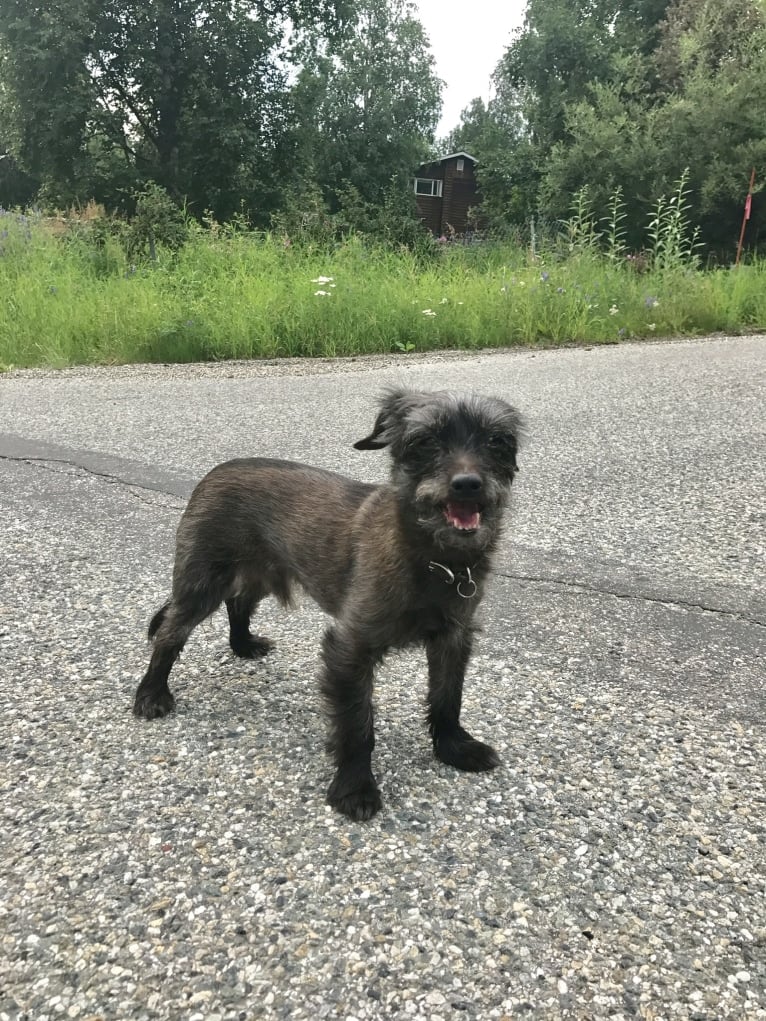 Toto, a Yorkshire Terrier and Dachshund mix tested with EmbarkVet.com