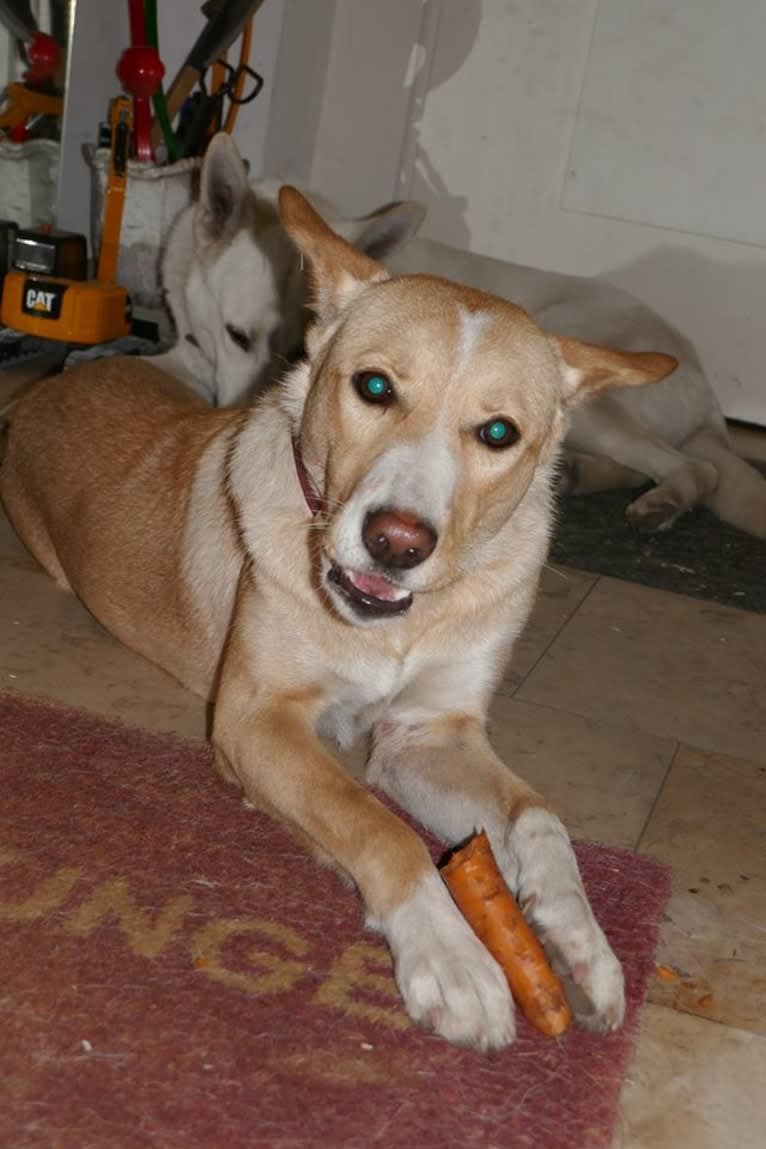 Abbie, a Canaan Dog tested with EmbarkVet.com