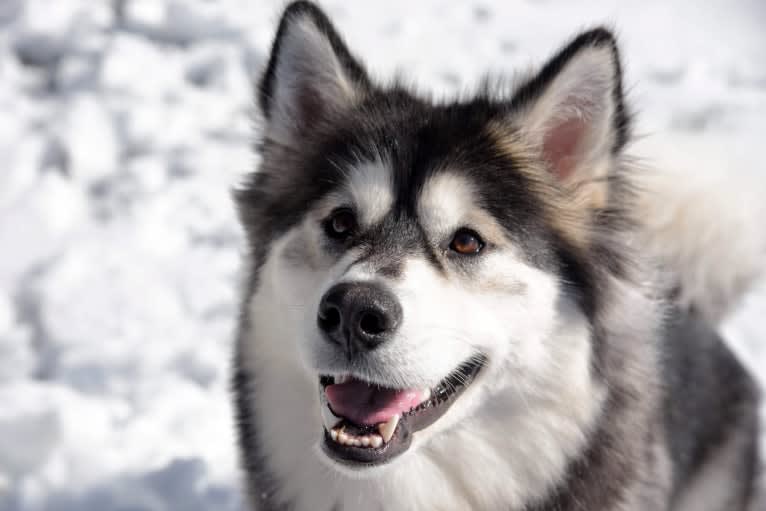 Luna, an Alaskan Malamute tested with EmbarkVet.com