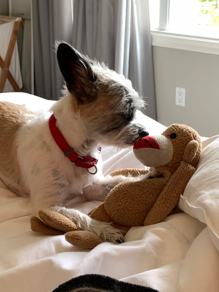 maggie, a Chihuahua and Shih Tzu mix tested with EmbarkVet.com