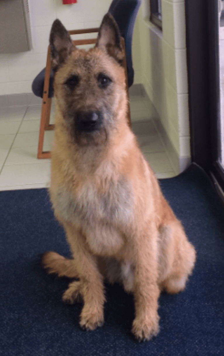 Mike, a Belgian Shepherd tested with EmbarkVet.com