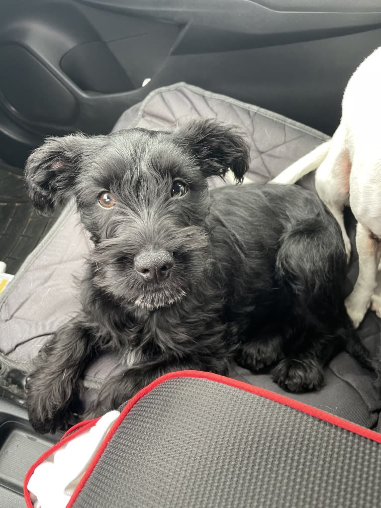 Taleeta, a Miniature Schnauzer and Weimaraner mix tested with EmbarkVet.com