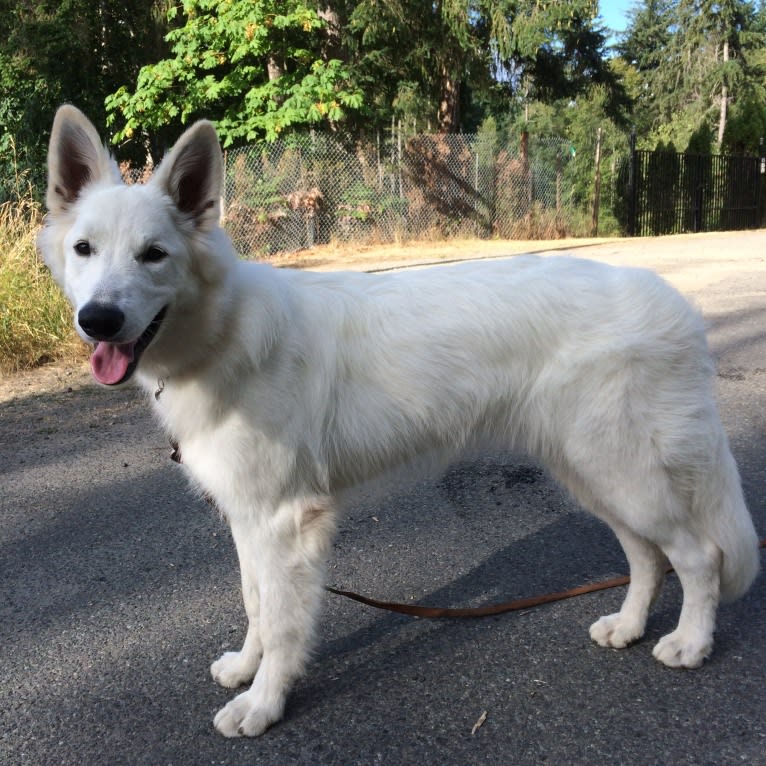 Bela, a White Shepherd tested with EmbarkVet.com