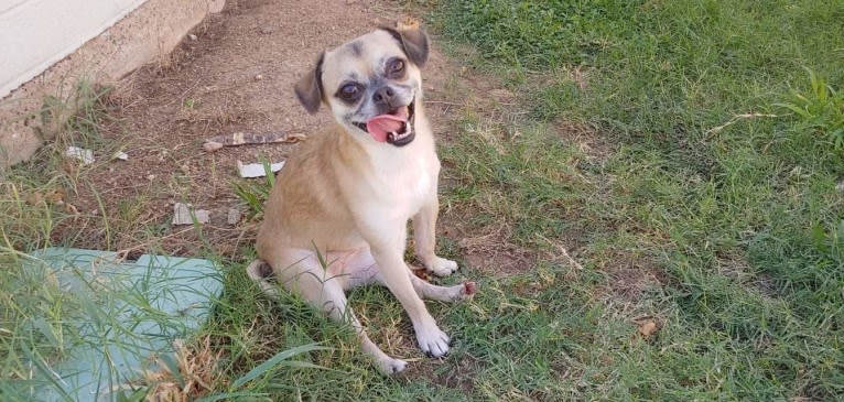 Lola, a Chug tested with EmbarkVet.com