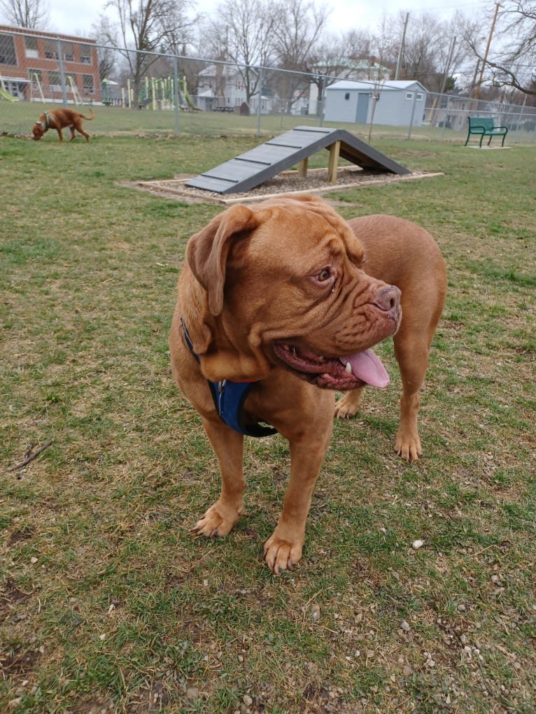 Brutis II, a Dogue de Bordeaux tested with EmbarkVet.com