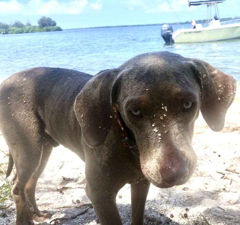 Major, a Catahoula Leopard Dog and Labrador Retriever mix tested with EmbarkVet.com