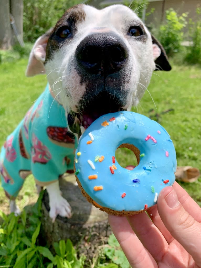 Lucie, an American Pit Bull Terrier and Boxer mix tested with EmbarkVet.com